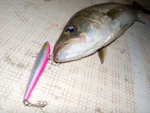 夏に釣れる魚 防波堤やサーフで狙える人気ターゲットベスト６