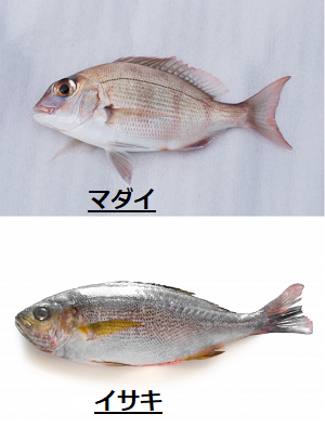 船釣り仕掛け 人気の魚を釣るための仕掛け一覧を公開 初心者もバッチリ