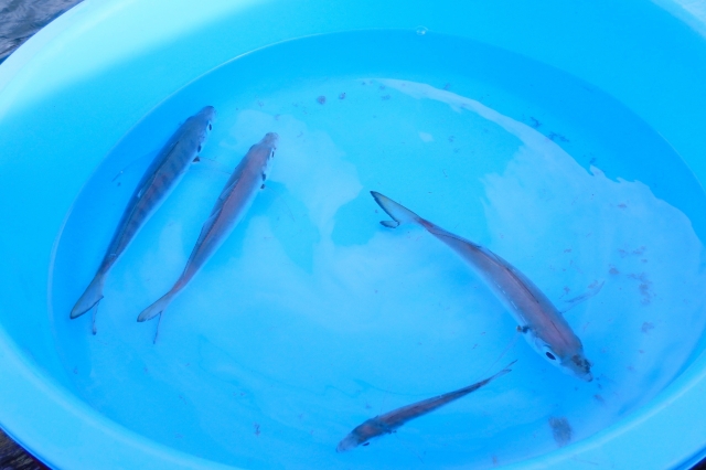 泳がせ釣りの餌におすすめの魚８選 元気を保つための保管方法も解説します 釣り情報 松前屋