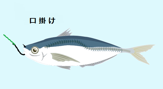 アジ釣りを楽しんだ後は泳がせ釣りで青物やヒラメの大物を釣ろう 釣り情報 松前屋