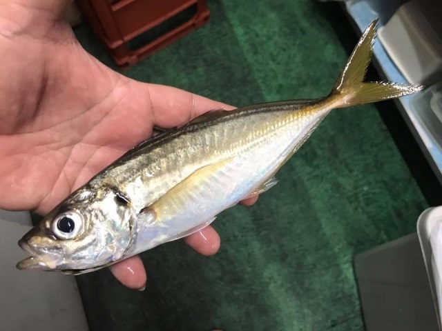 アジの泳がせ釣り 釣ったアジを餌にして青物やヒラメの大物を釣ろう