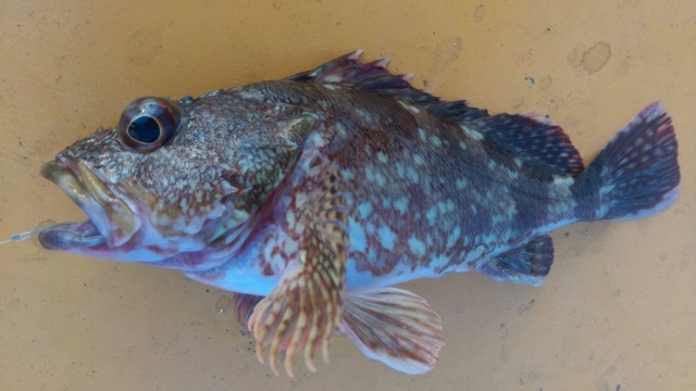 冬の釣りを楽しもう 釣れる魚と釣り方について解りやすく解説します 釣り情報 松前屋