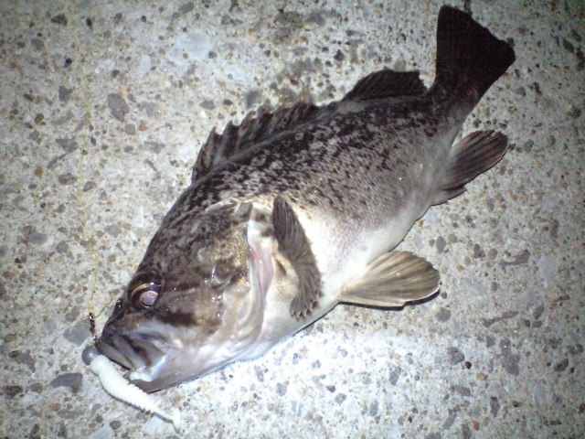 冬の釣りを楽しもう 釣れる魚と釣り方について解りやすく解説します