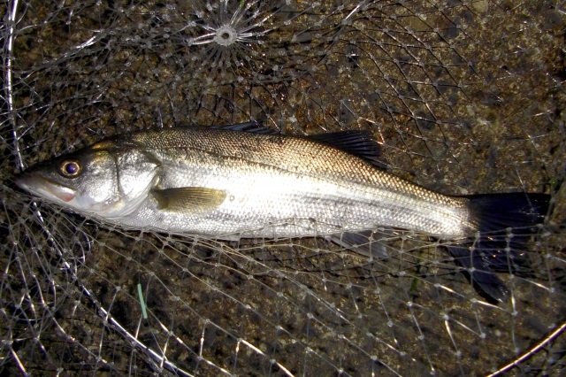 冬の釣りを楽しもう 釣れる魚と釣り方について解りやすく解説します 釣り情報 松前屋