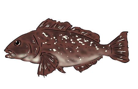 アイナメが釣れる時期は シーズンごと特徴と攻略法もわかりやすく解説 アイナメが釣れる時期は シーズンごと特徴と攻略法もわかりやすく解説