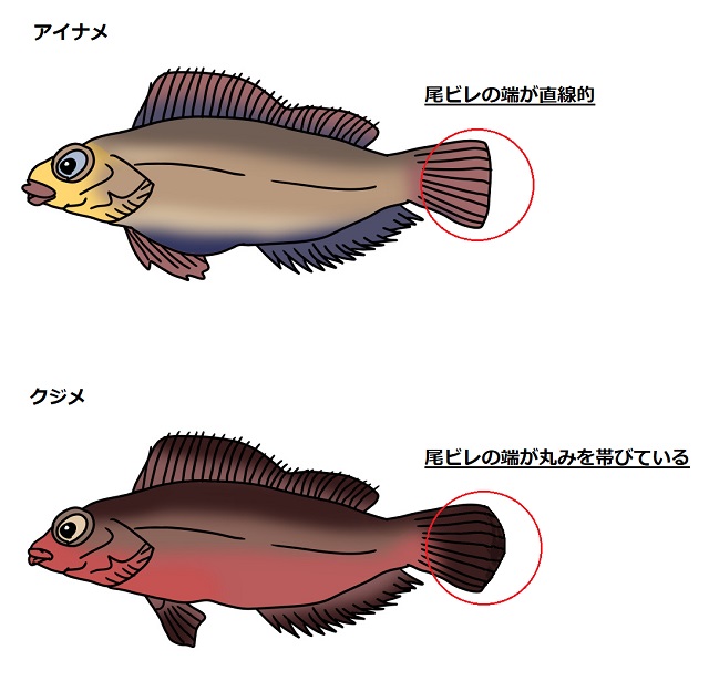 アイナメが釣れる時期は シーズンごと特徴と攻略法もわかりやすく解説 釣り情報 松前屋