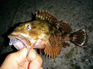 カサゴの特性