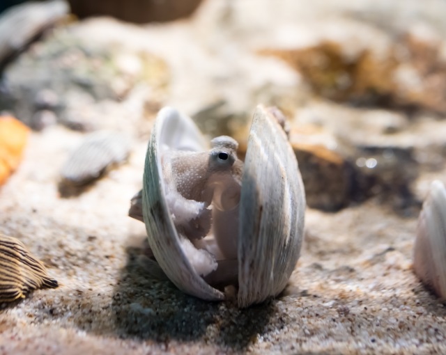 タコ釣りの時期と時間帯や釣れる場所を知って釣果を上げよう タコ釣りで注意することについても解説します
