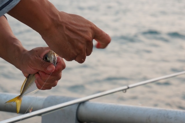 サビキ釣りの餌について - %E3%81%8B%E3%81%8B%E3%81%A3%E3%81%9F%E9%AD%9A%E3%82%92%E5%A4%96%E3%81%99