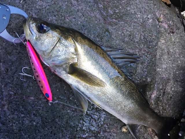 海釣りをより楽しんでもらうために 海釣りの種類と仕掛け について分かりやすく解説します