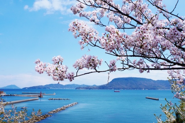 春の海 桜と海
